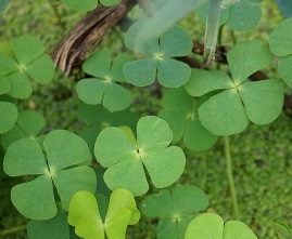 Vegetation Control Prosper Texas - Lake Management Floating Fountains Aeration Irrigation Pump Systems Vegetation Control Prosper Texas