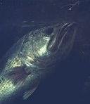 Fish Stocking Dallas Fort Worth - Lake Management Floating Fountains Aeration Irrigation Pump Systems Dallas Fort Worth Texas